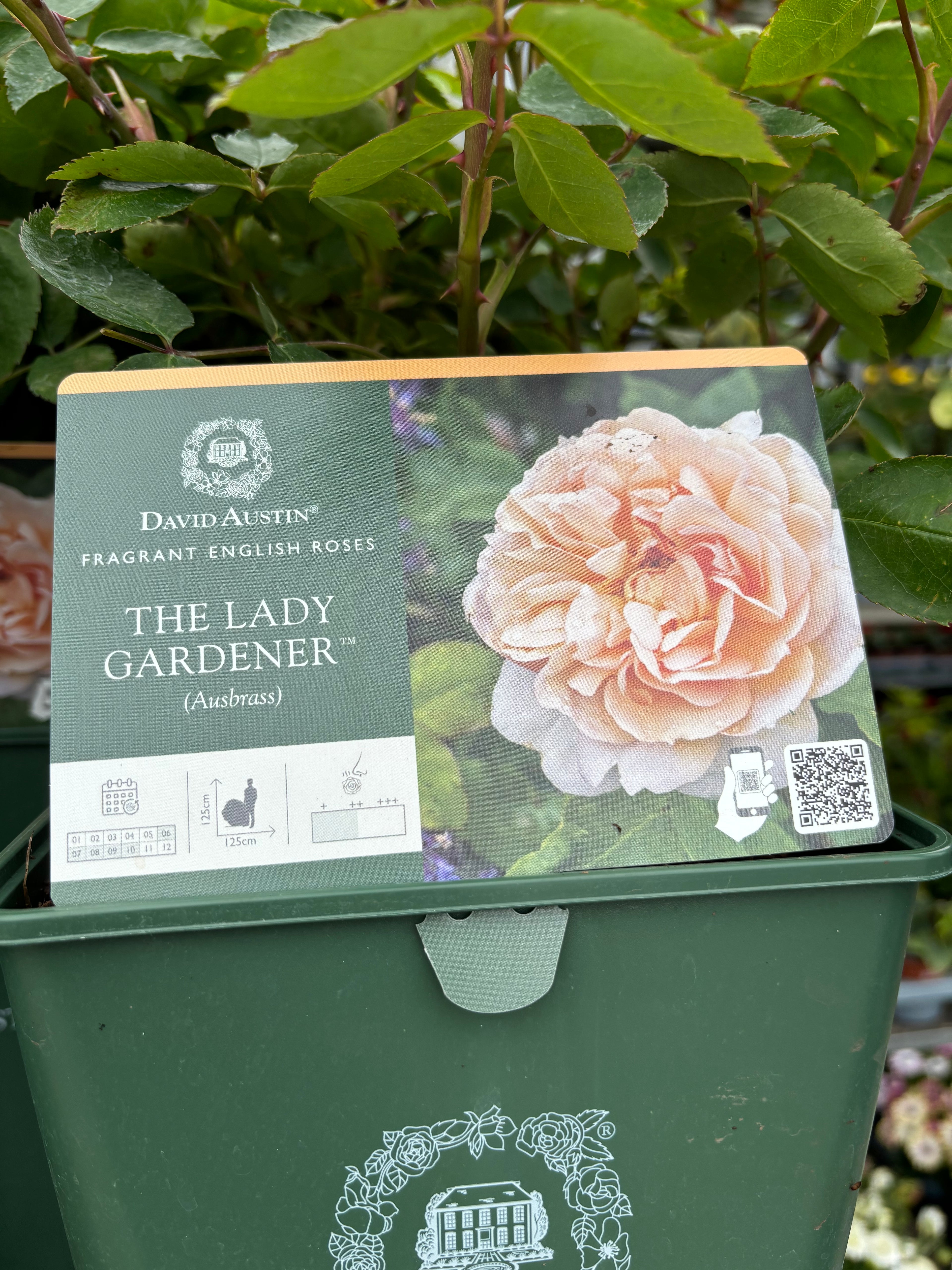 David Austin 'The Lady Gardener' Shrub Rose