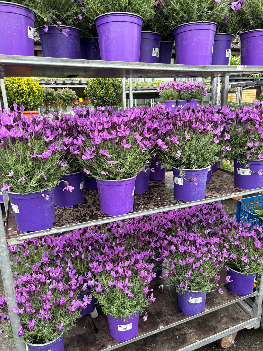 French Lavender (Lavandula Steochas)