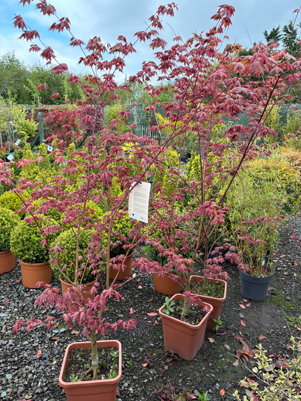 Acer Palmatum 'Brown Sugar'
