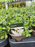 Diascia 'White'