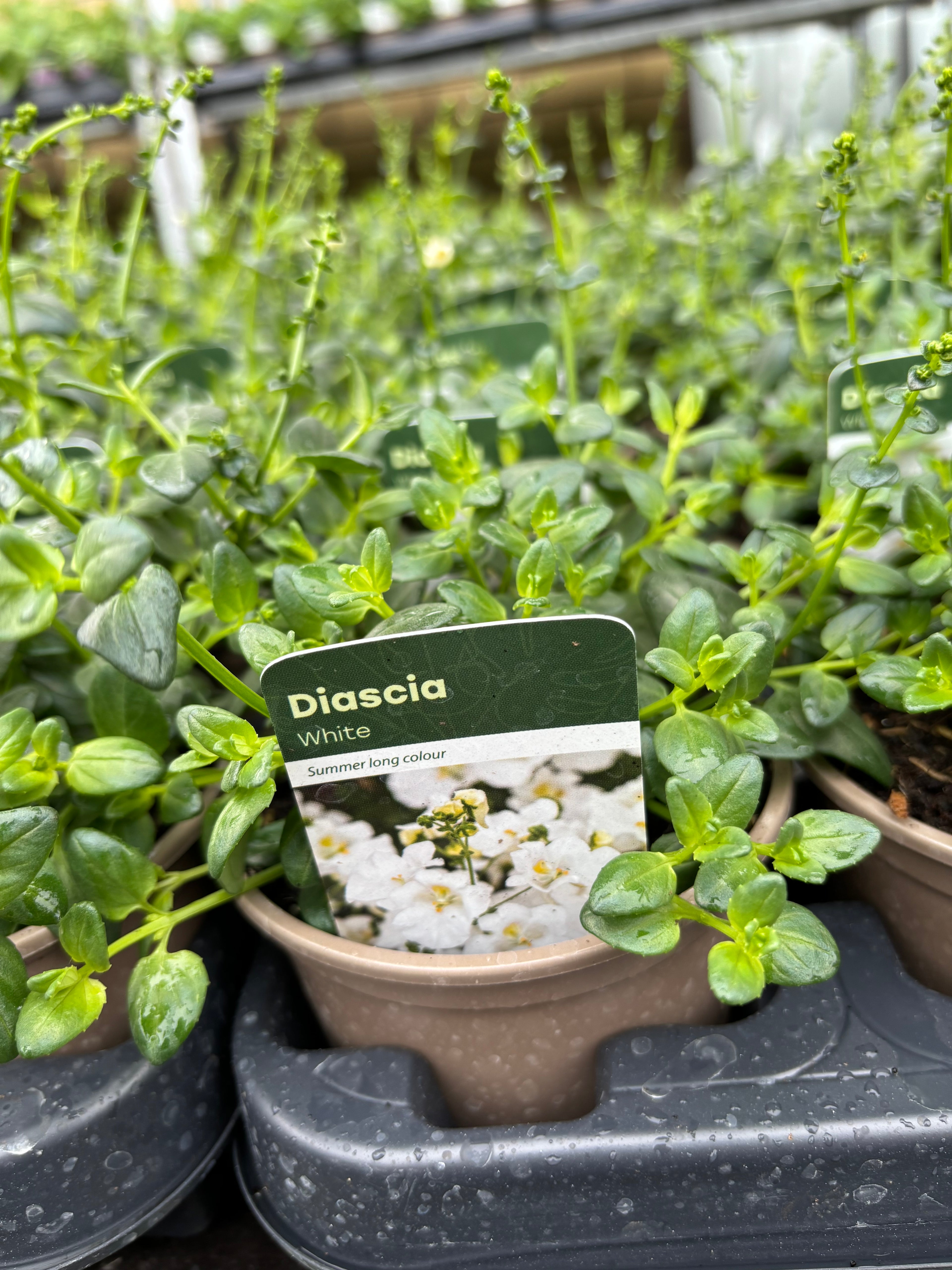 Diascia 'White'