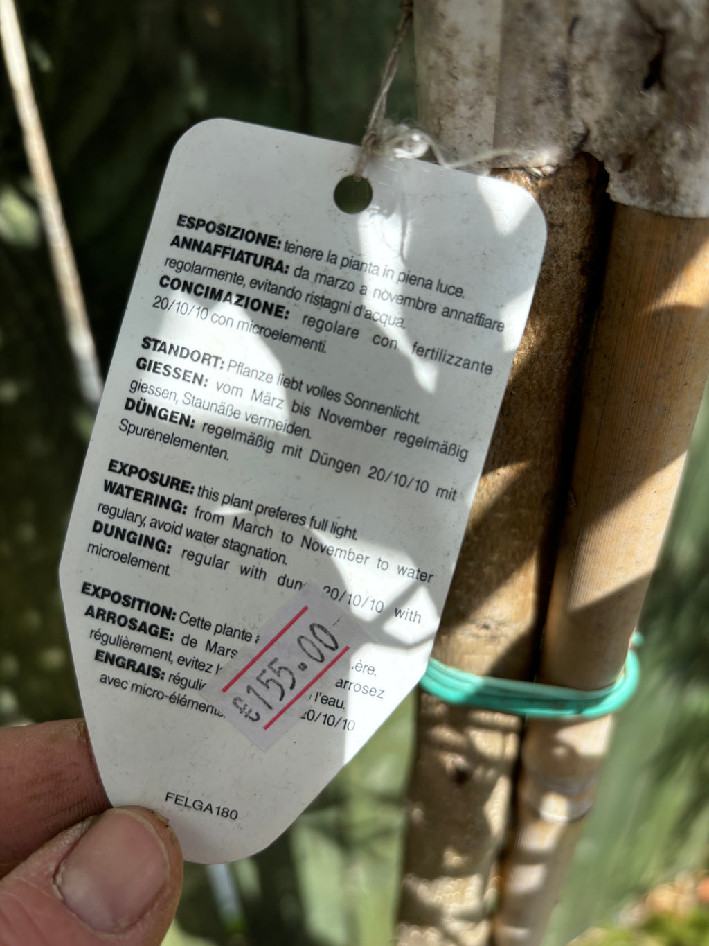 Olea Europea Standard (Olive)