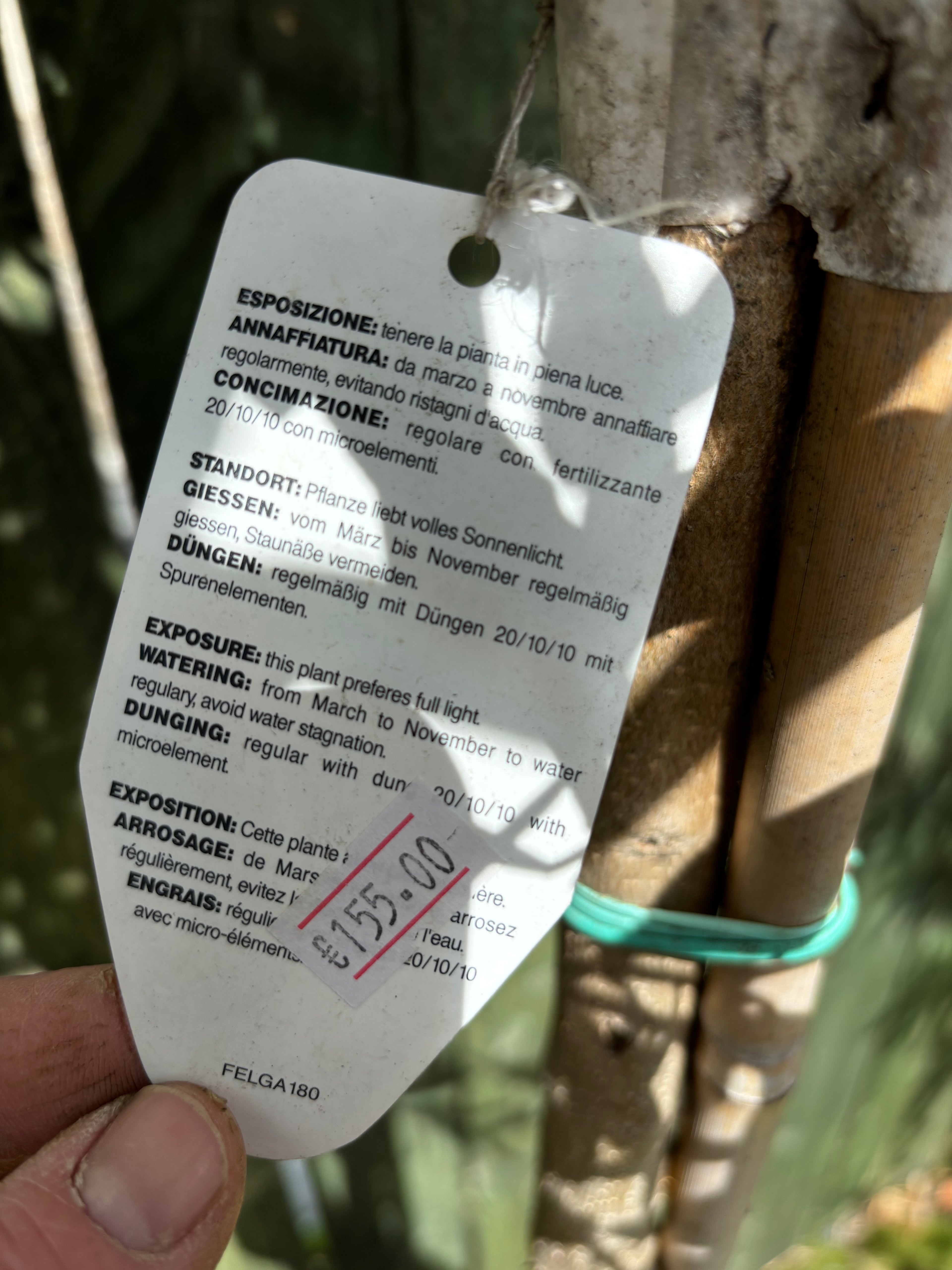 Olea Europea Standard (Olive)
