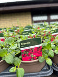 Diascia 'Red'