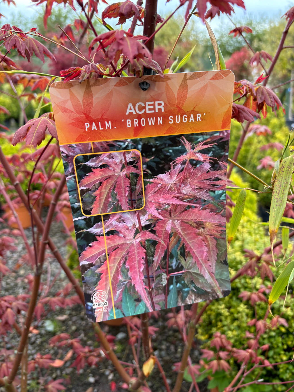 Acer Palmatum 'Brown Sugar'