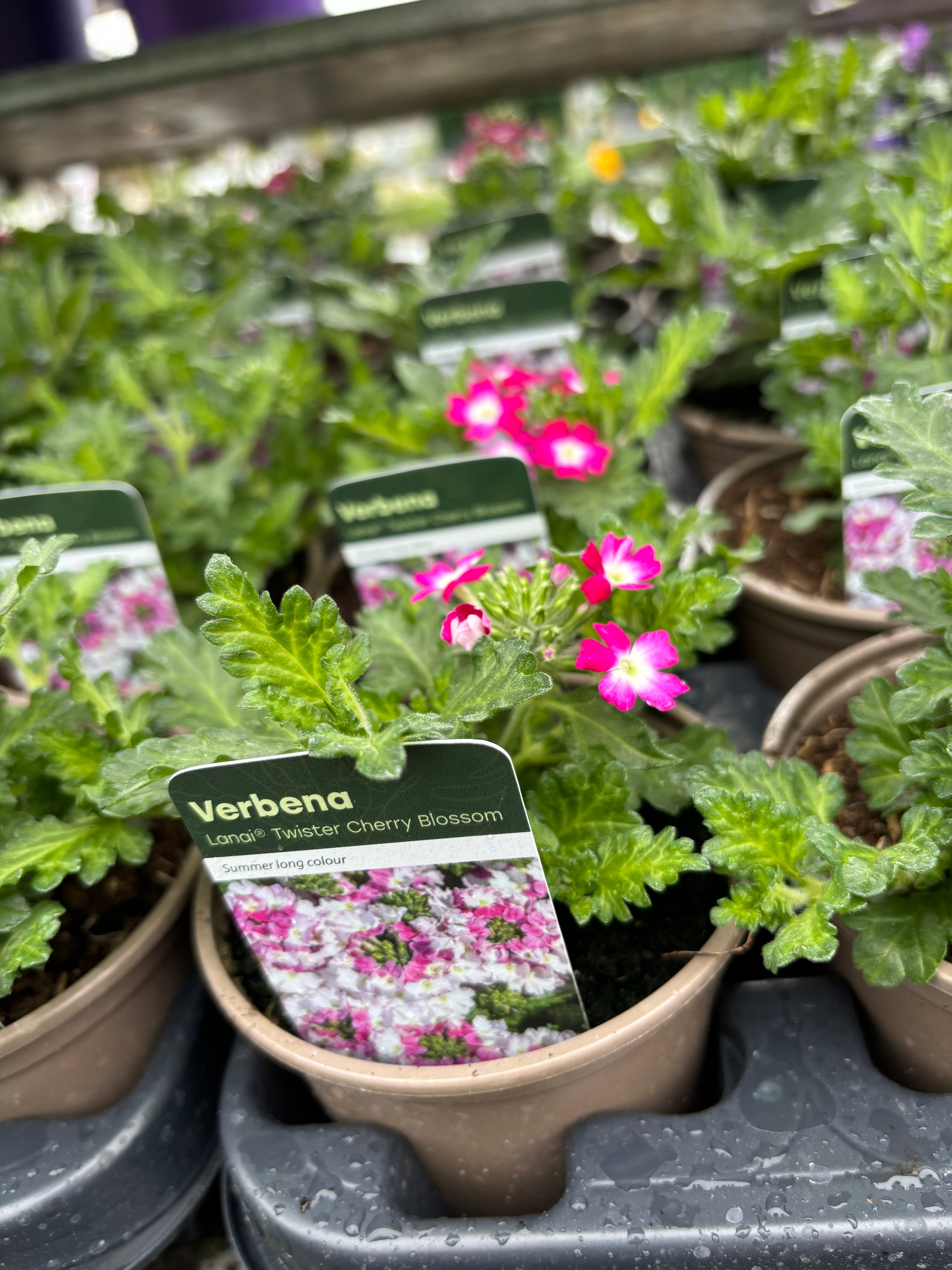 Verbena Lanai 'Twister Cherry Blossom'