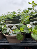 Bacopa 'White'