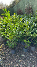 Common Laurel 4-5ft