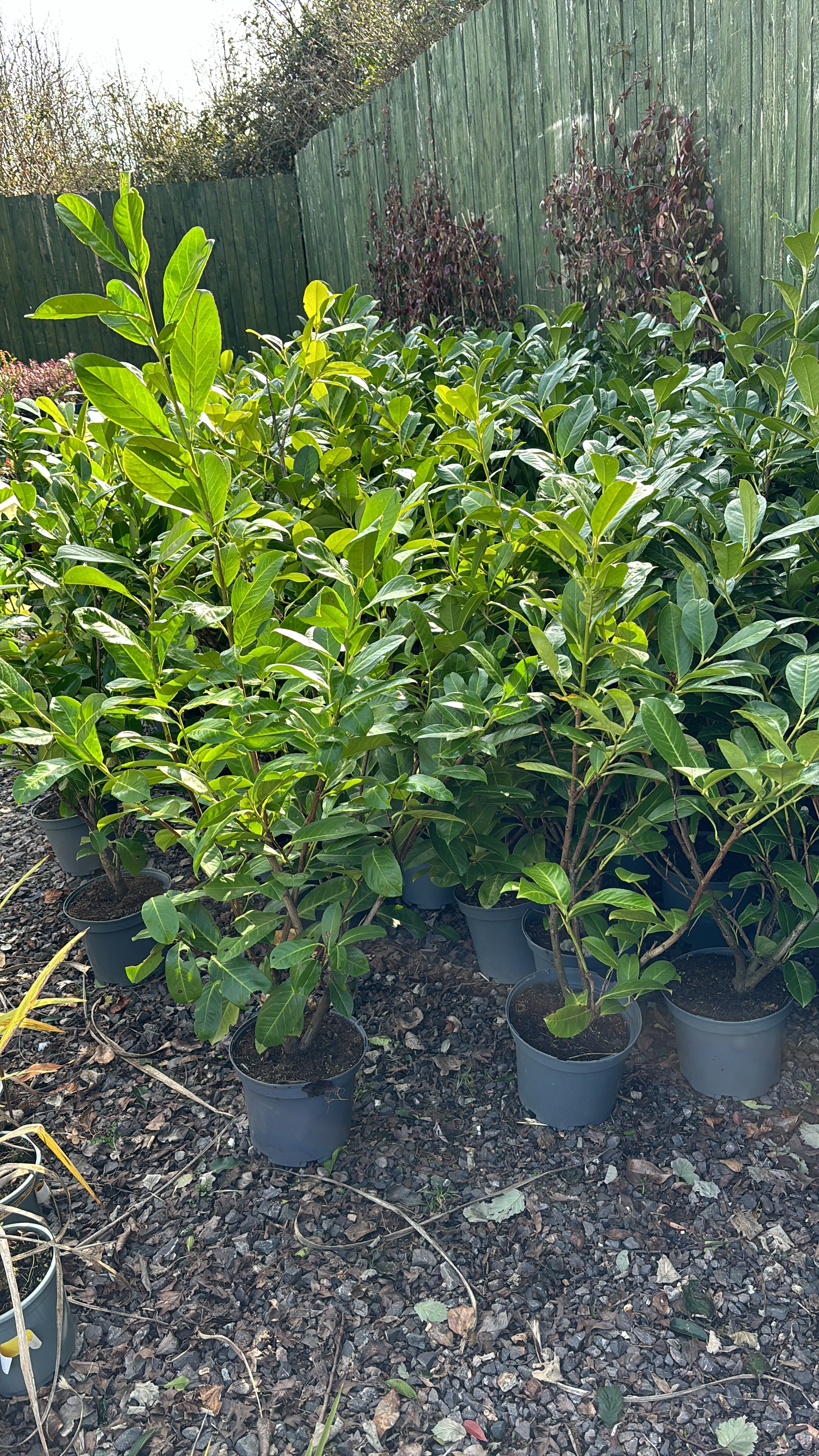 Common Laurel 4-5ft