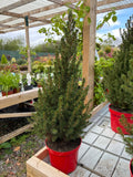 Picea Glauca 'Conica' 65cm