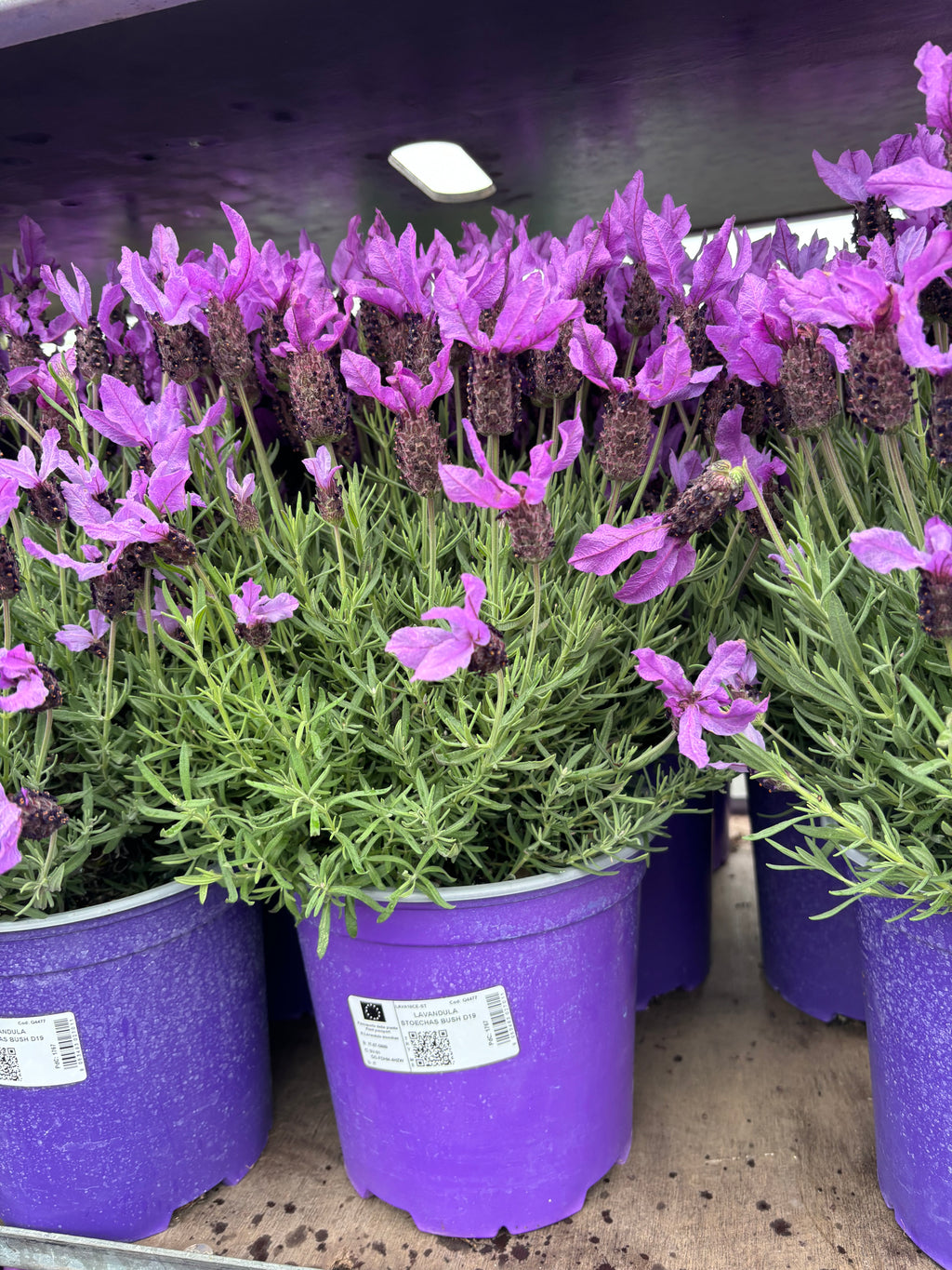French Lavender (Lavandula Steochas)