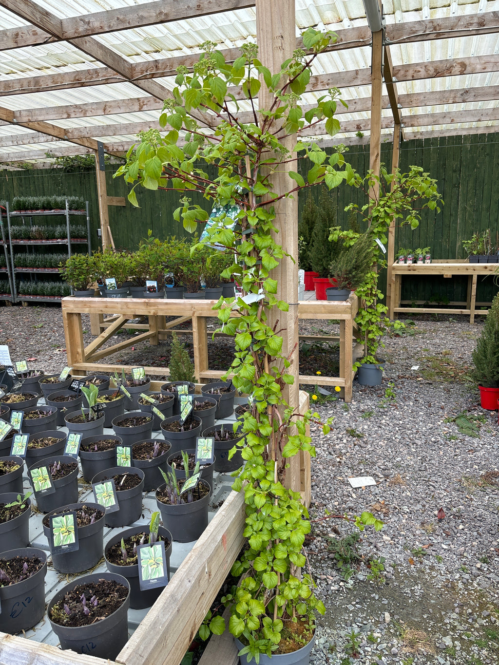 Hydrangea Anomala Petiolaris 170cm