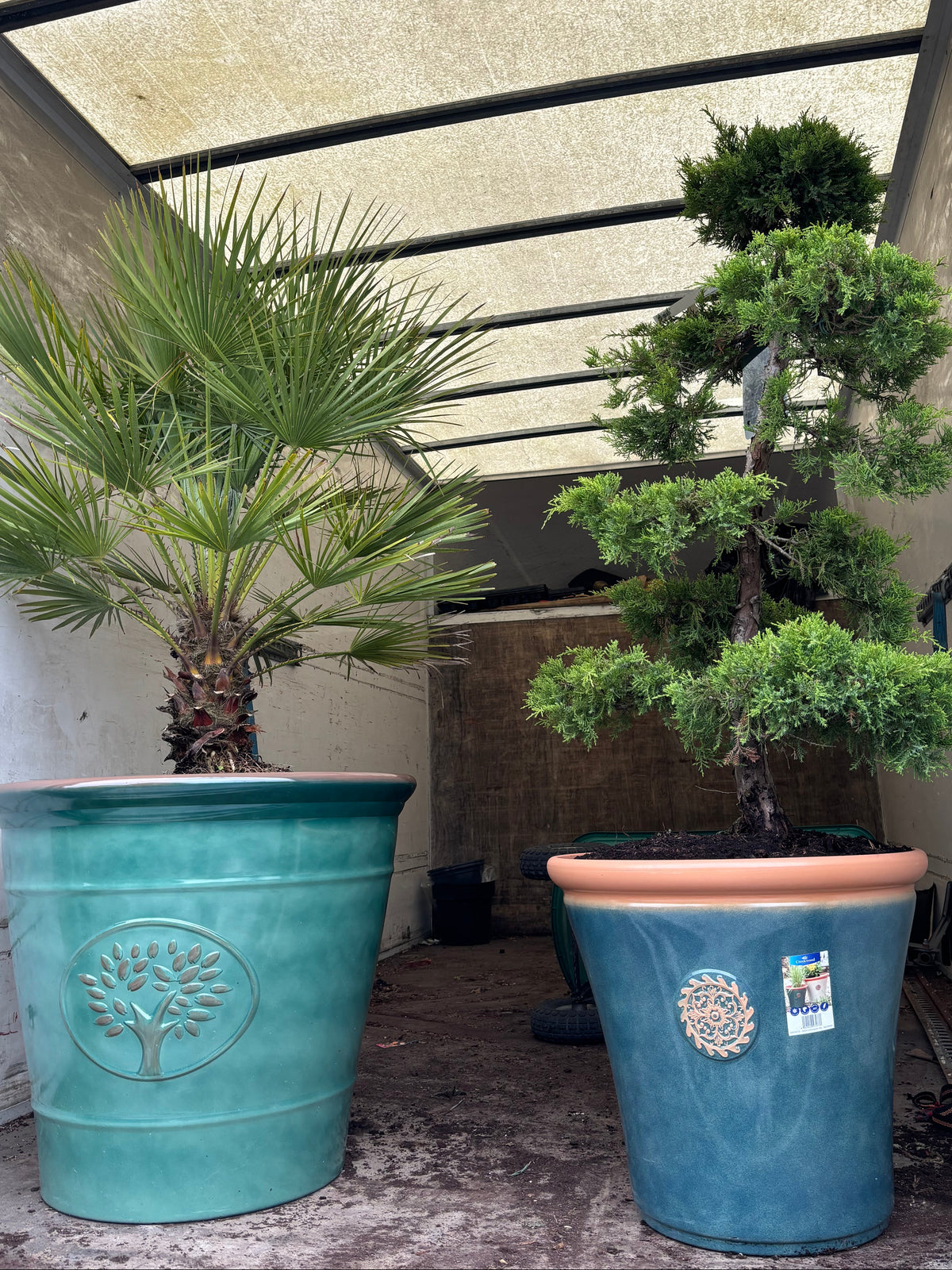 Two large potted plants in a narrow covered walkway. On the left is a palm-like green plant in a teal-green pot with a tree emblem.