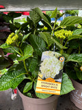 Hydrangea Macrophylla (Mophead) Bright White