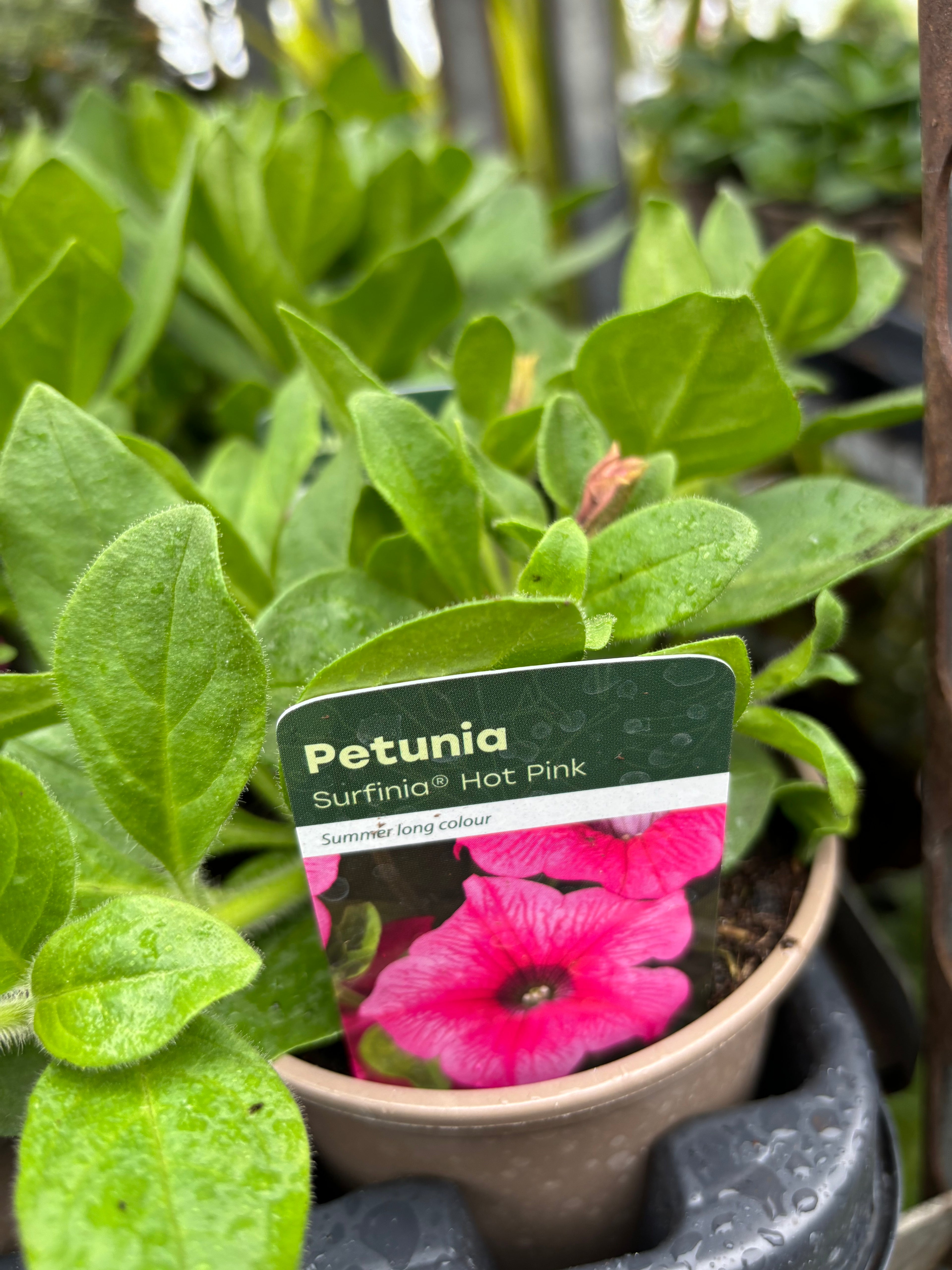 Petunia Surfinia 'Hot Pink'