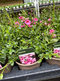 Diascia 'Rose'