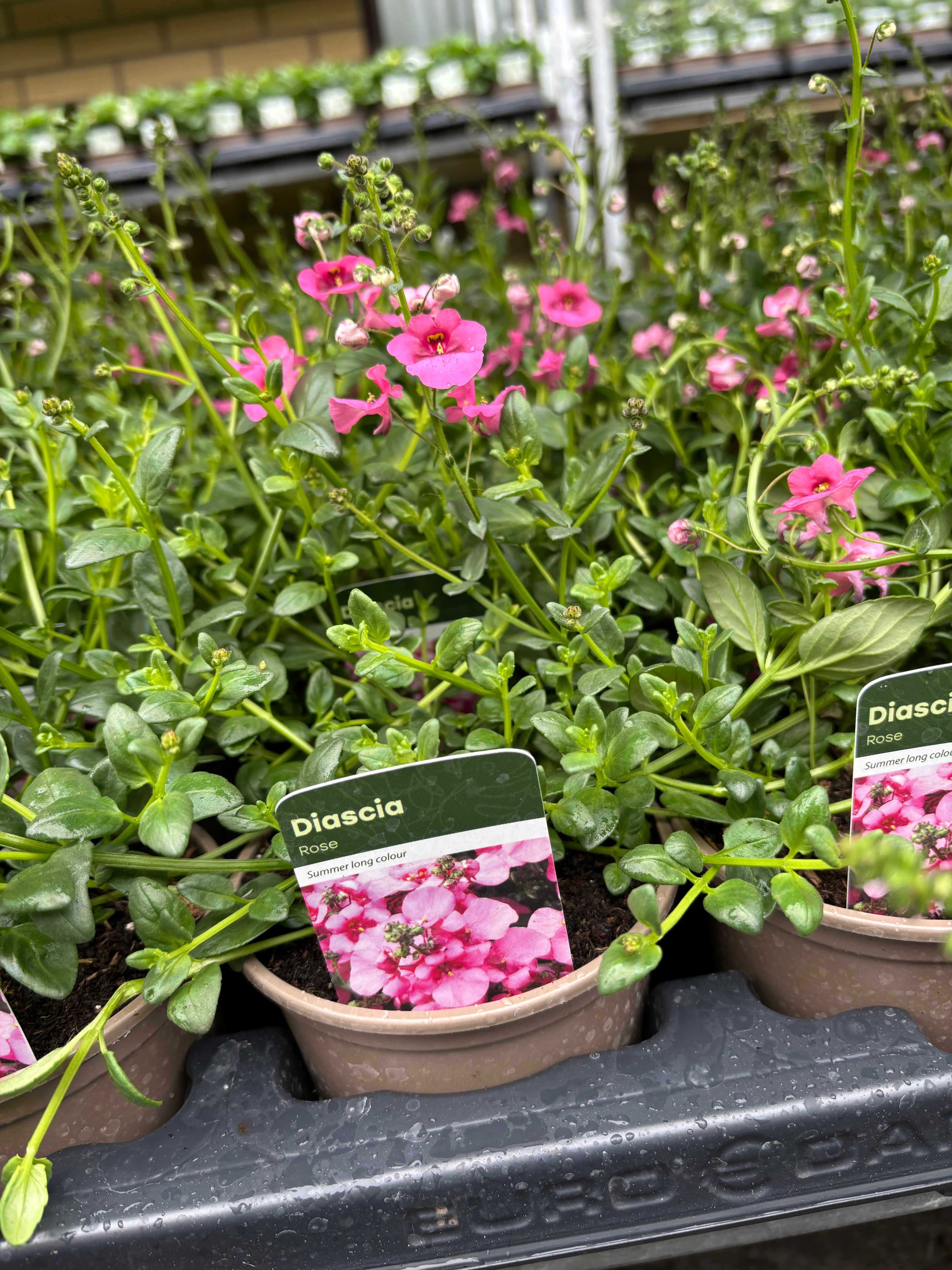 Diascia 'Rose'