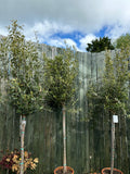 Olea Europea Standard (Olive)