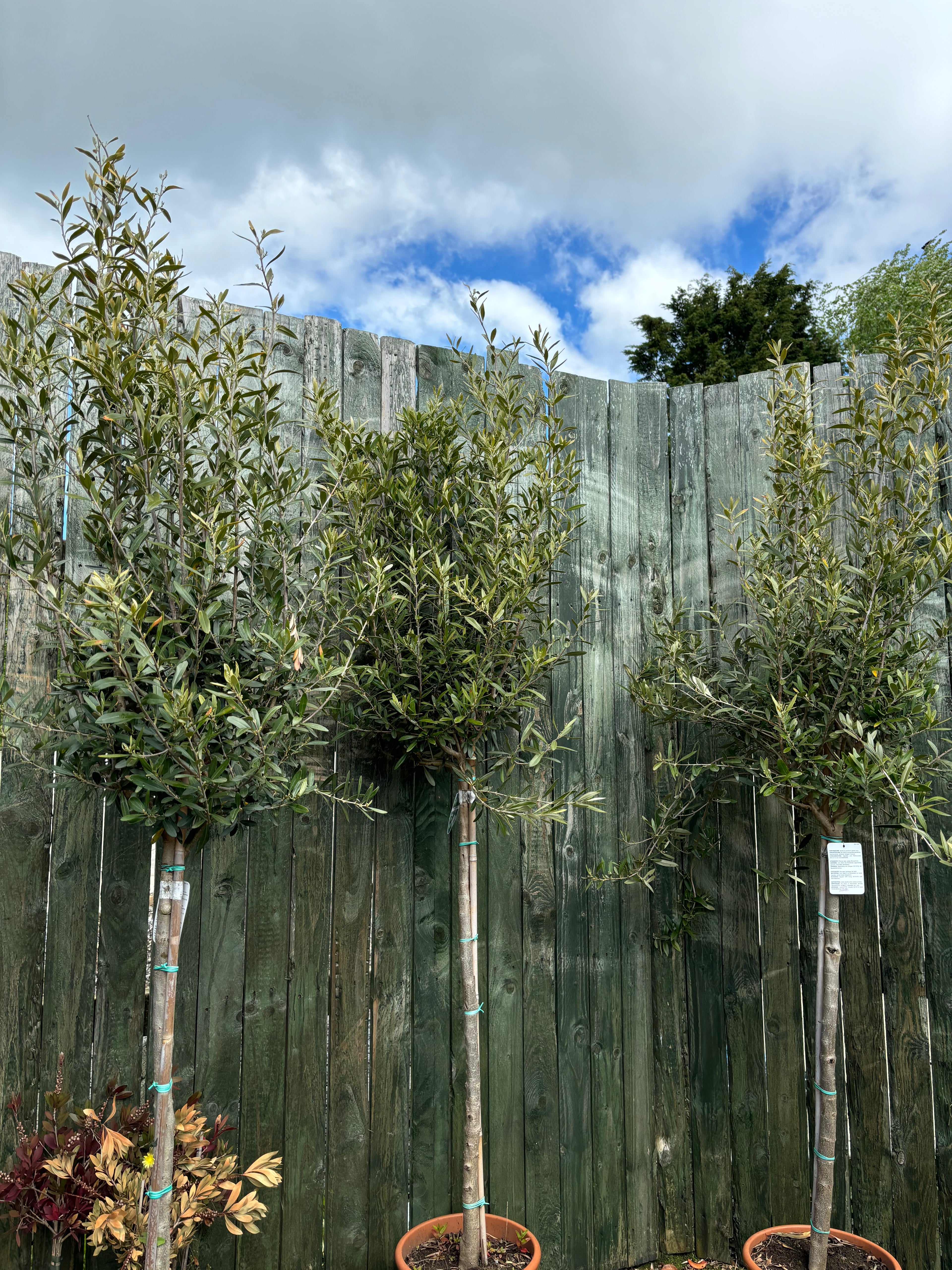 Olea Europea Standard (Olive)