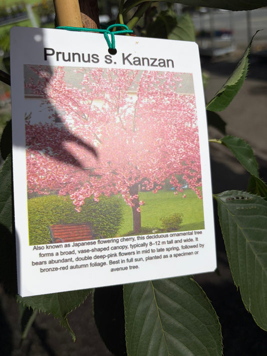 Prunus S. Kanzan Flowering Cherry (Pink)