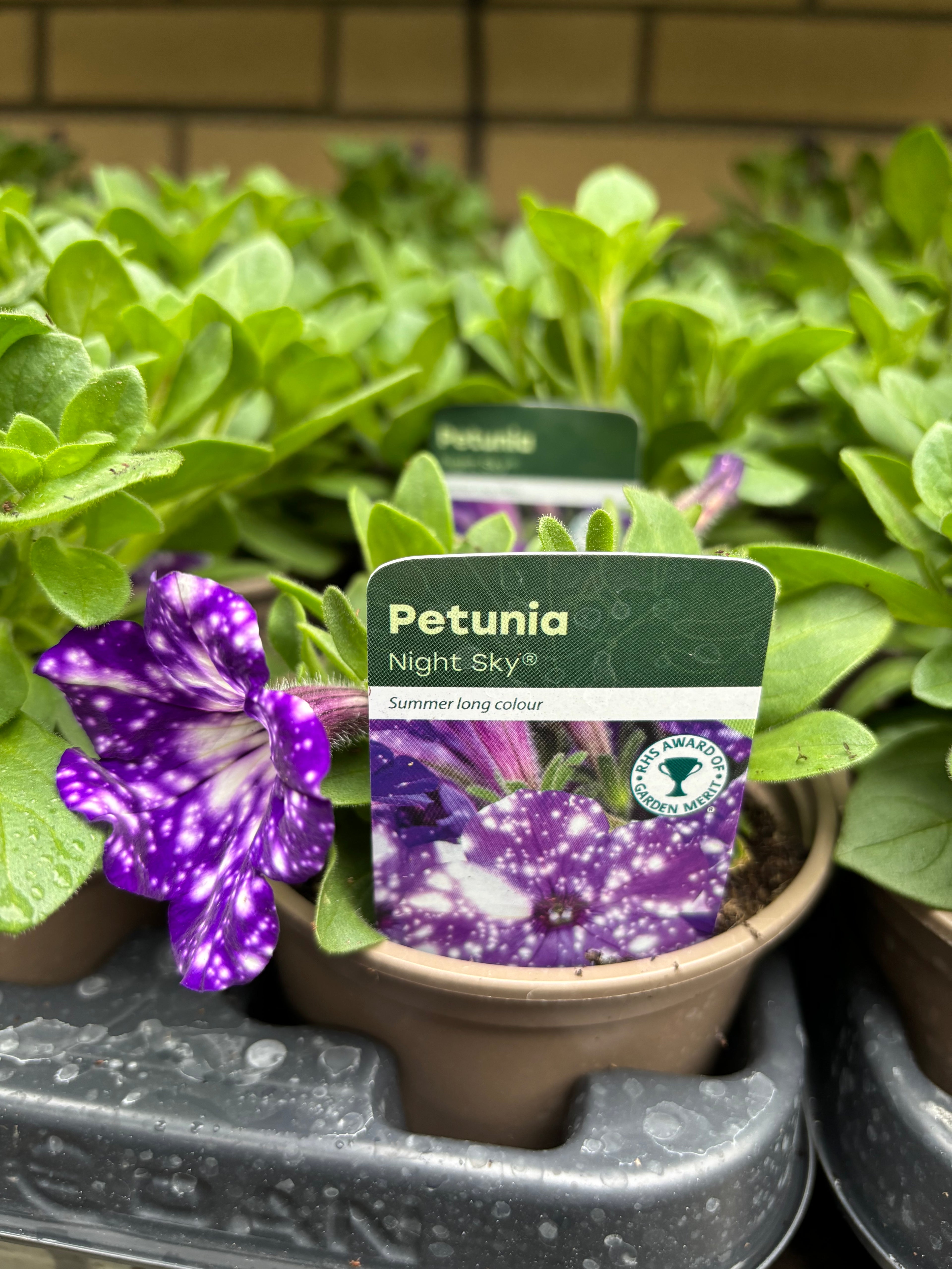 Petunia 'Night Sky'