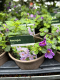 Bacopa 'Blue'
