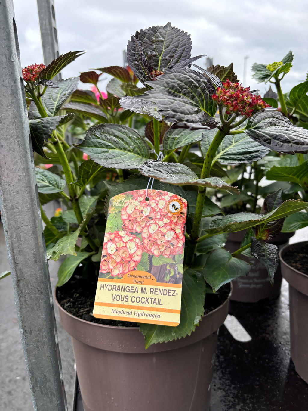 Hydrangea Macrophylla (Mophead) Rendez-Vous Cocktail