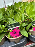 Petunia Surfinia 'Purple'