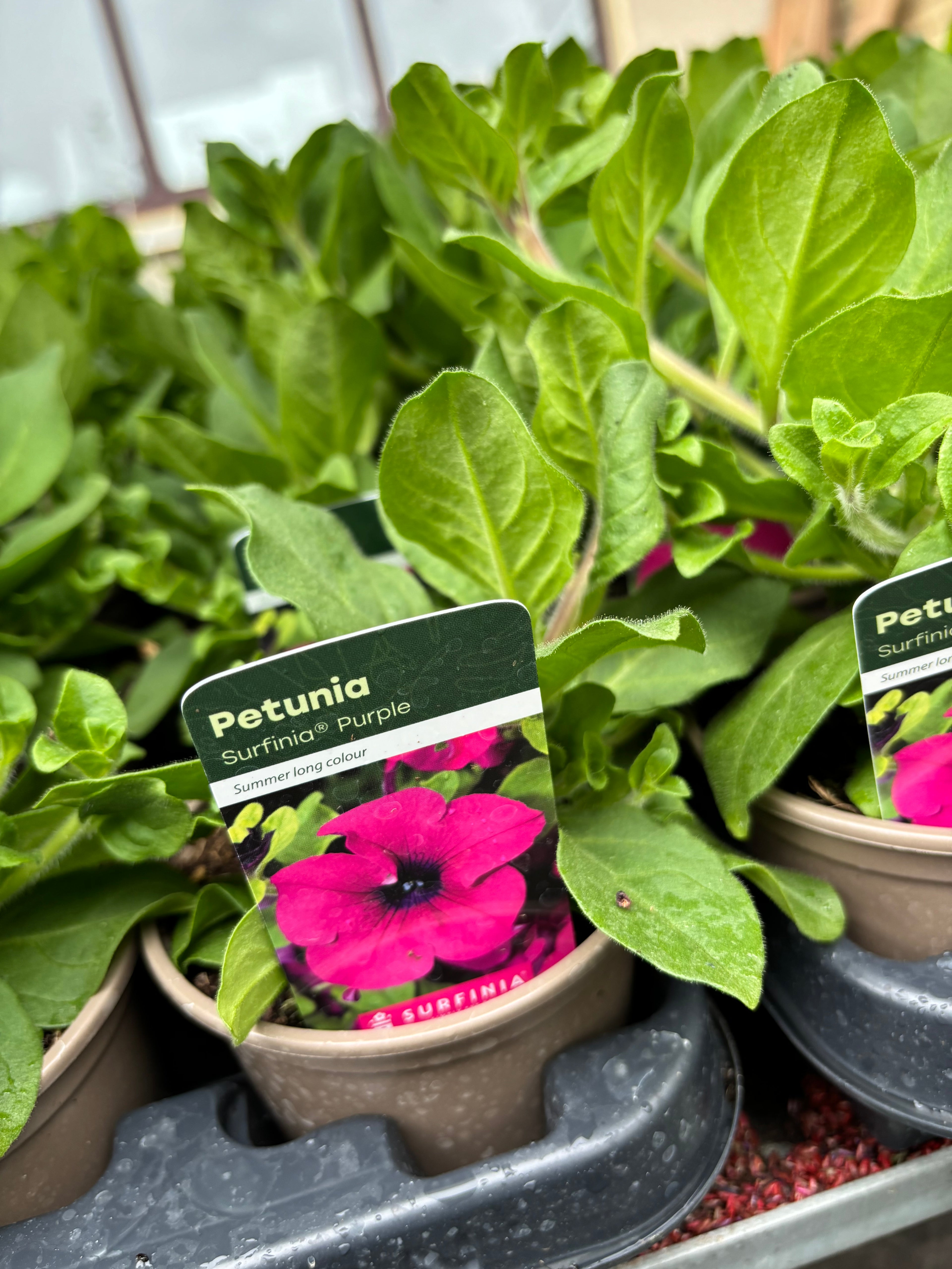 Petunia Surfinia 'Purple'