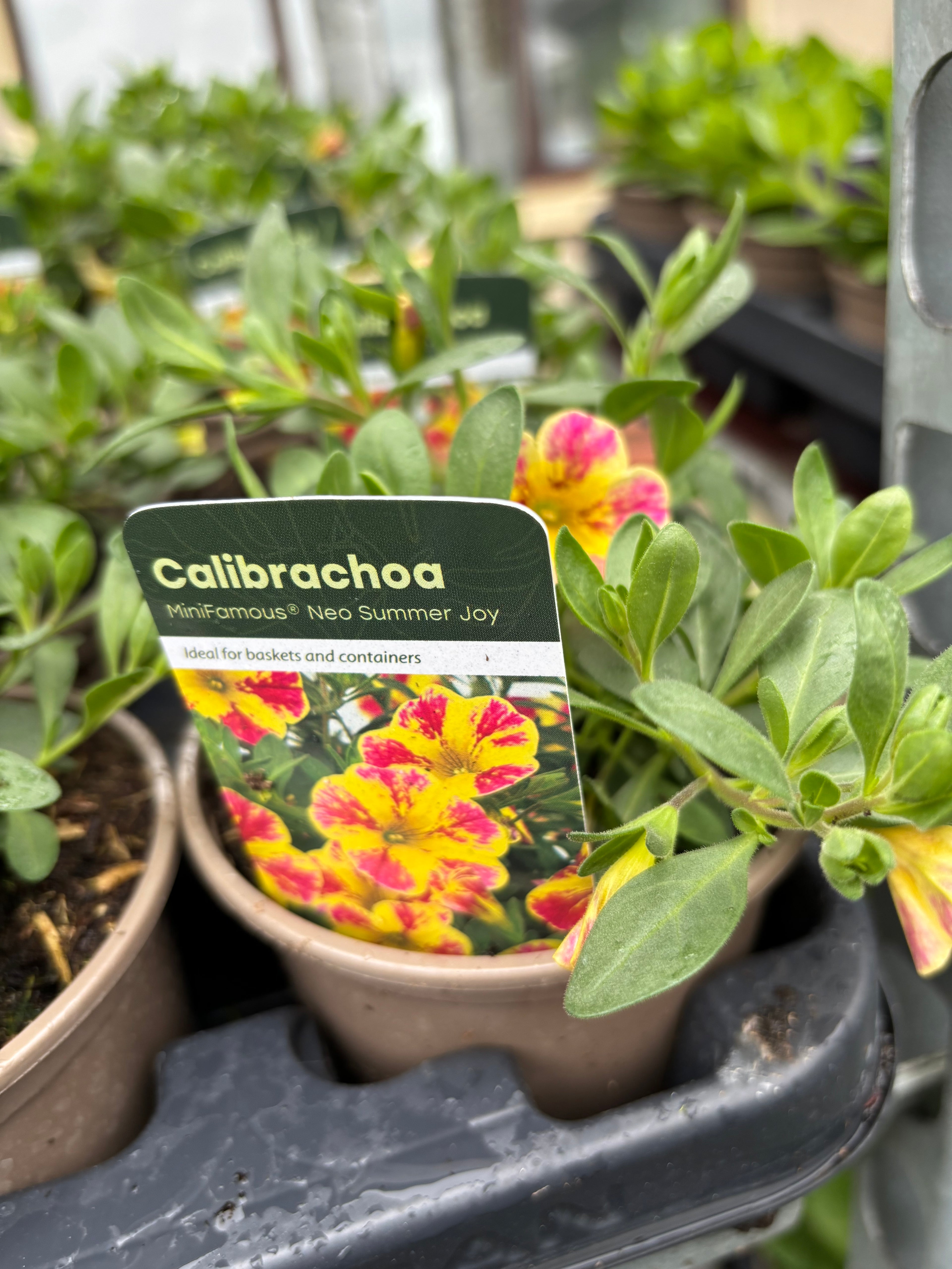 Calibrachoa MiniFamous 'Neo Summer Joy'