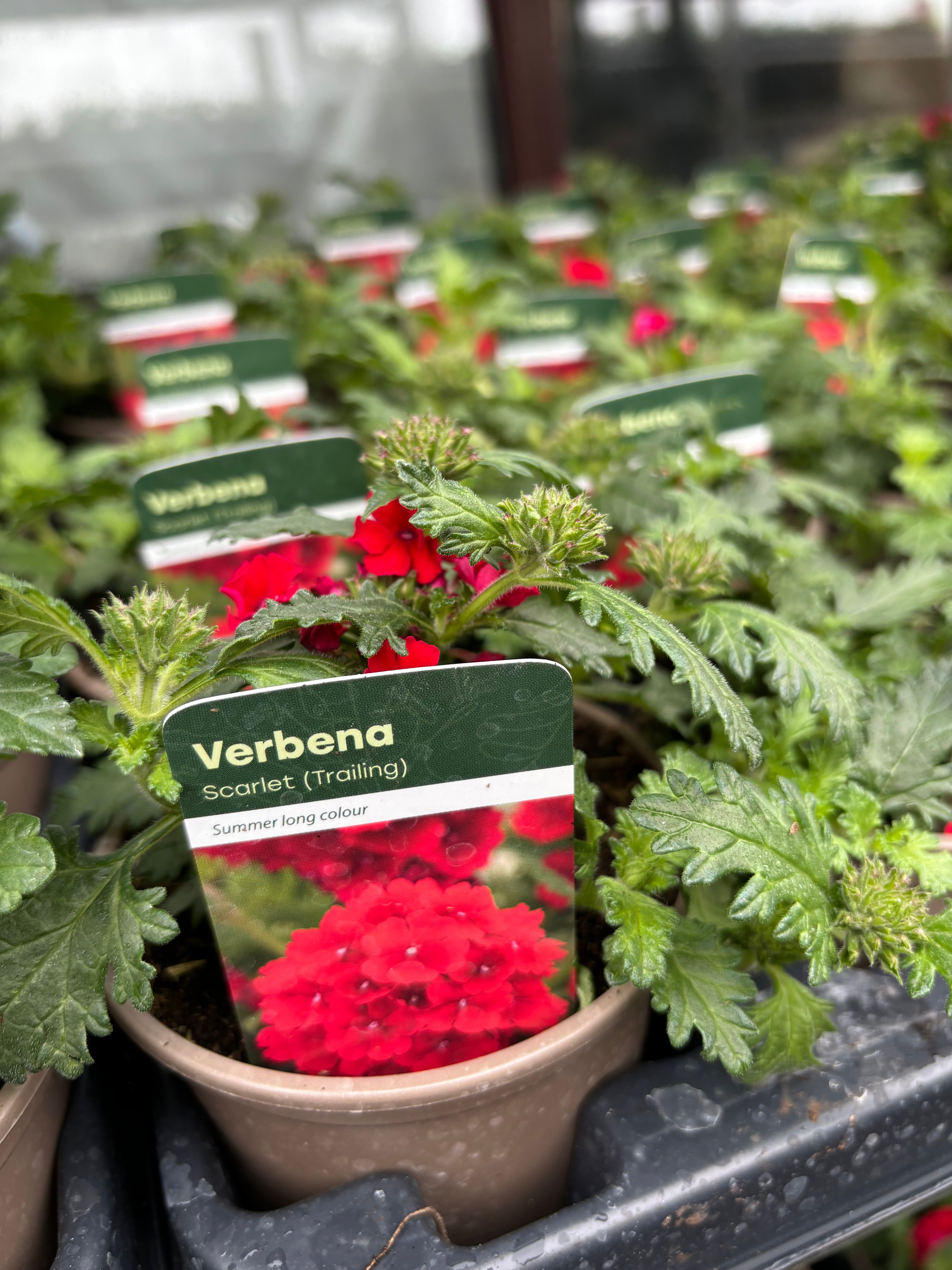 Verbena 'Scarlet'
