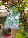 Hydrangea Anomala Petiolaris 170cm
