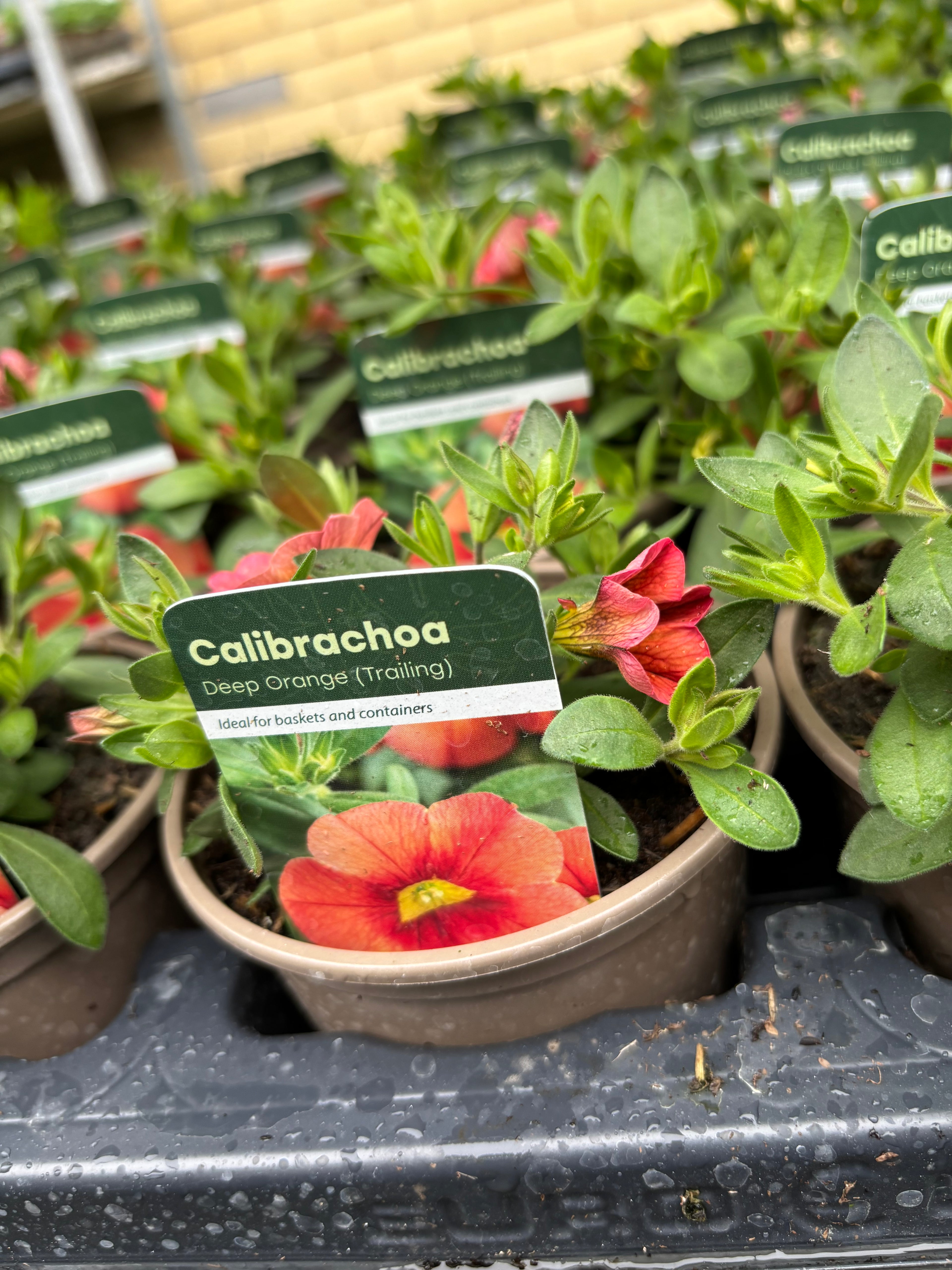 Calibrachoa 'Deep Orange'