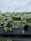 Nepeta 'Glechoma Hederacea'