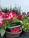 Petunia 'Cherry Sky'