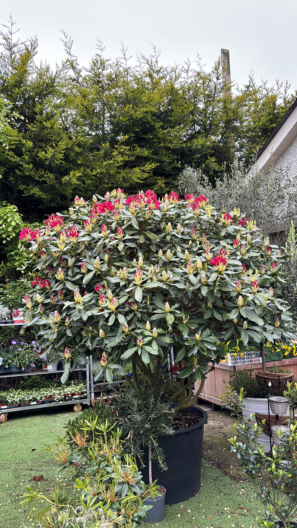 Rhododendron 'Barbatum'