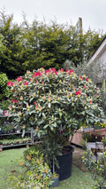 Rhododendron 'Barbatum'
