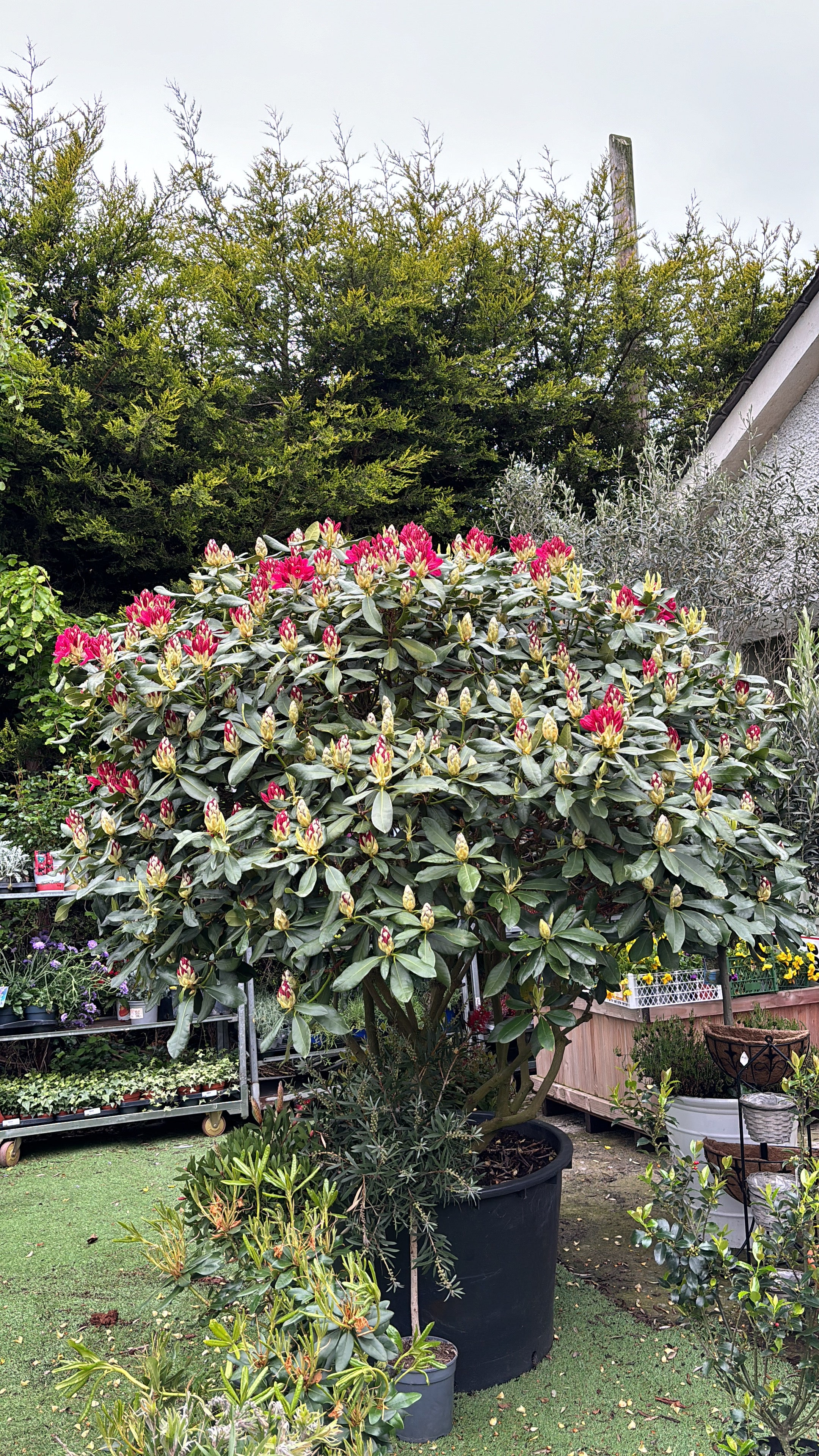 Rhododendron 'Barbatum'