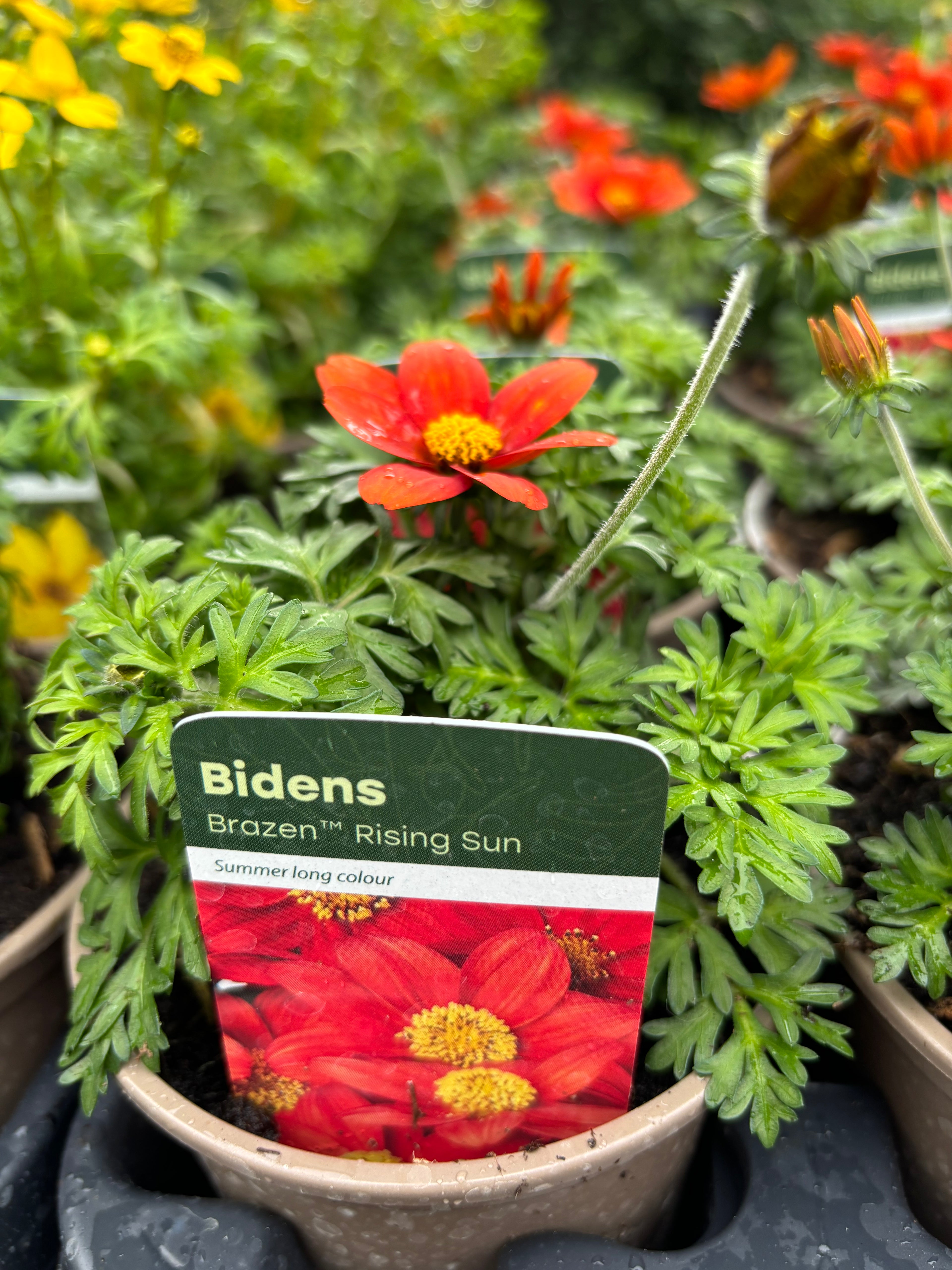 Bidens Brazen 'Rising Sun'