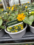 Sanvitalia 'Yellow'