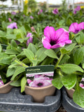 Petunia 'Lavender Blush'