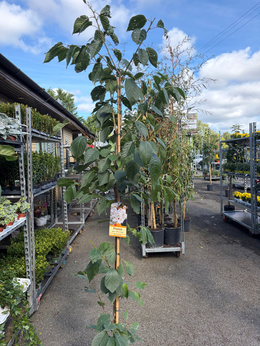 Prunus S. Shirotae Flowering Cherry (White)