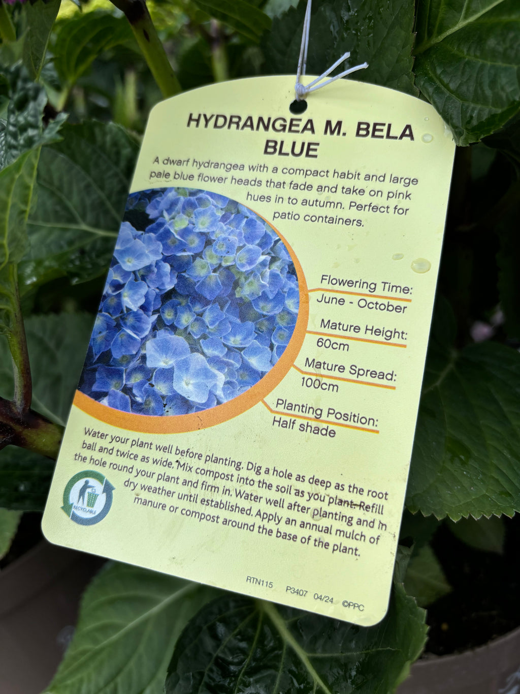 Hydrangea Macrophylla (Mophead) Bela Blue