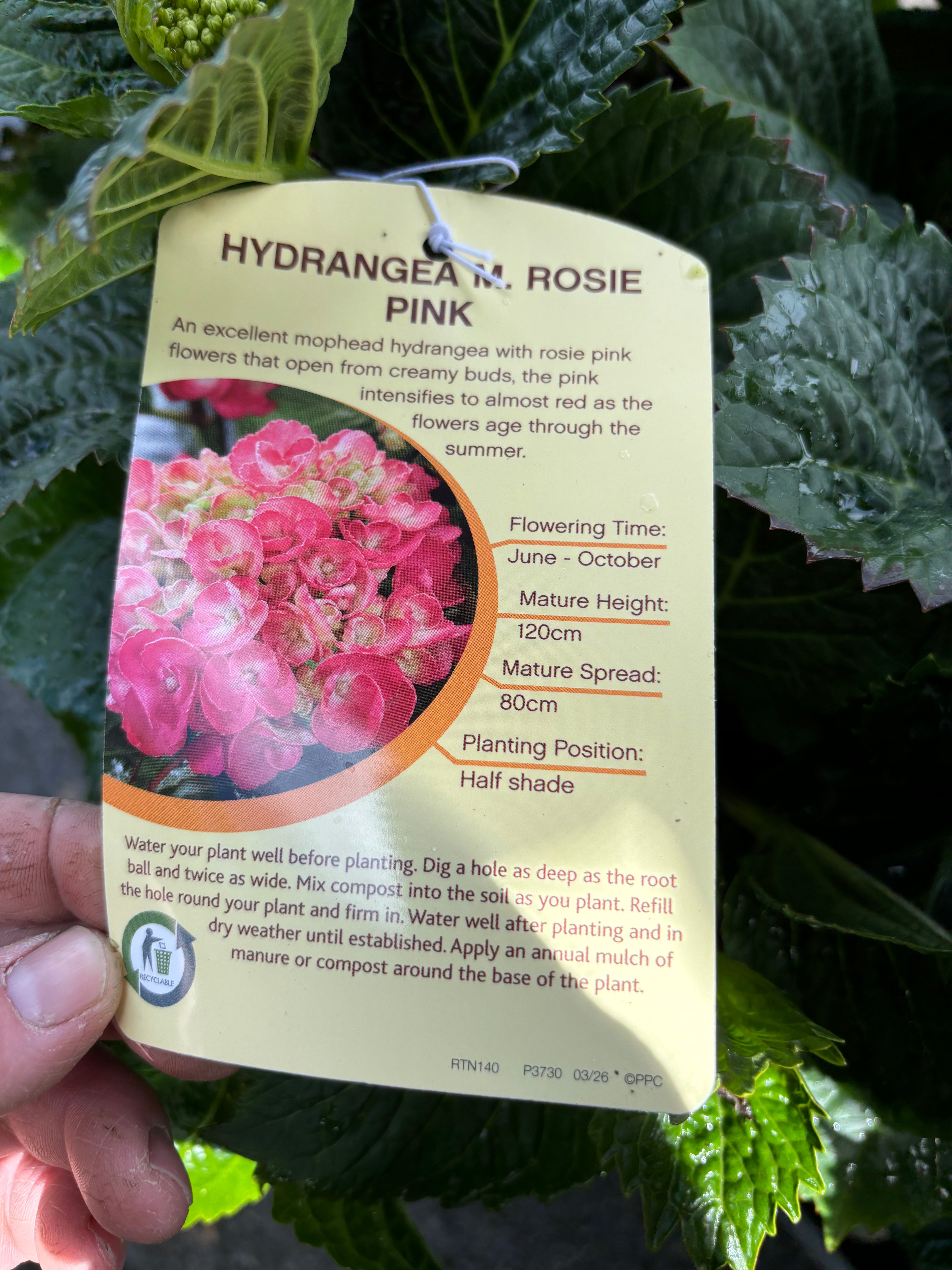 Hydrangea Macrophylla (Mophead) Rosie Pink