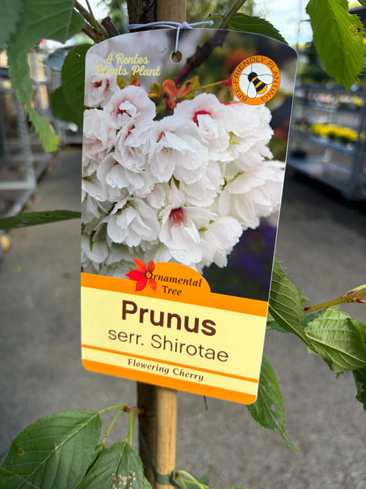 Prunus S. Shirotae Flowering Cherry (White)