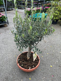 Olea Europea Bonsai (Olive)