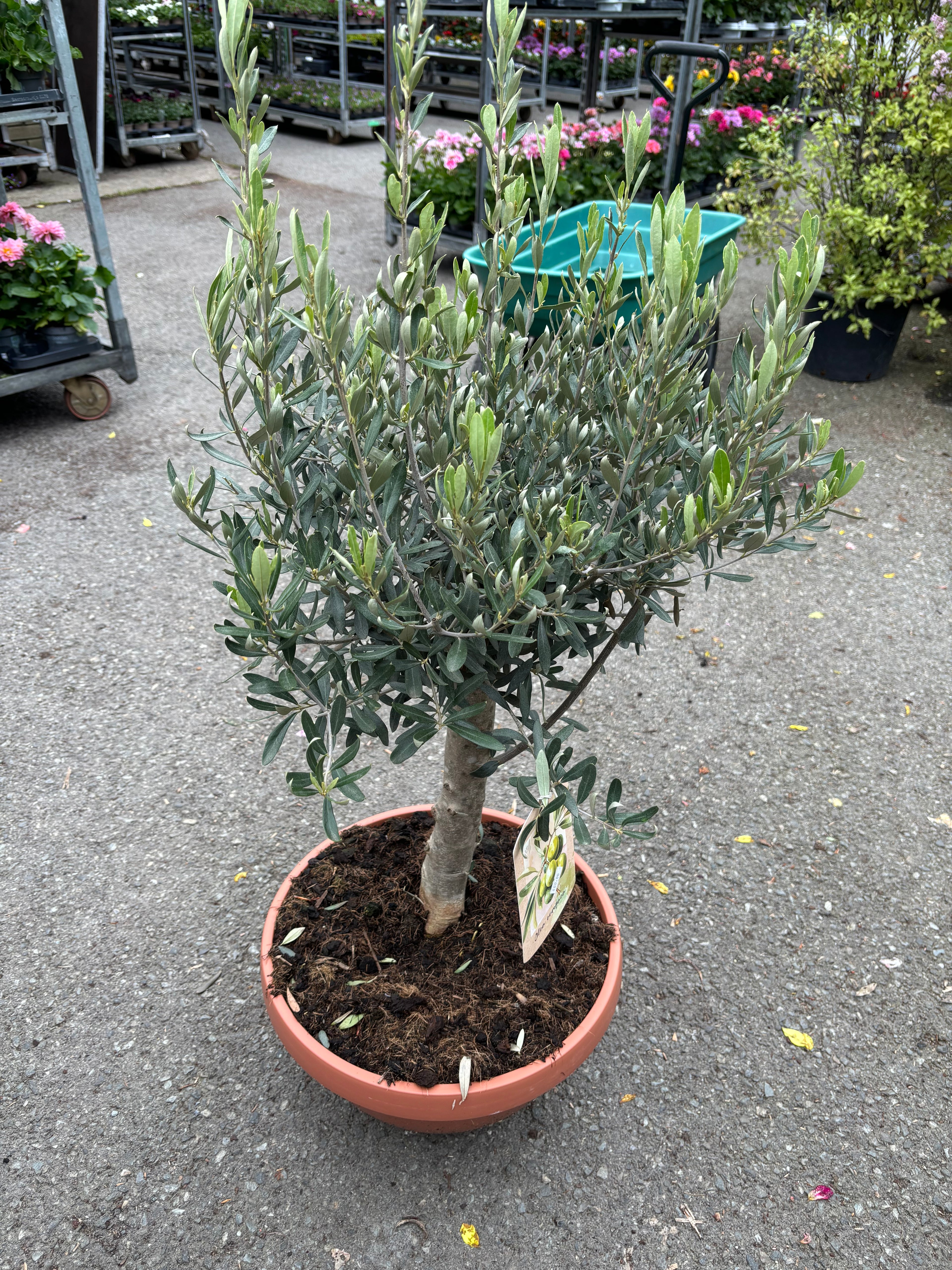 Olea Europea Bonsai (Olive)