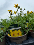 Bidens 'Yellow'