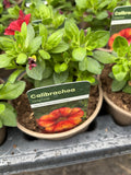 Calibrachoa 'Oriental'