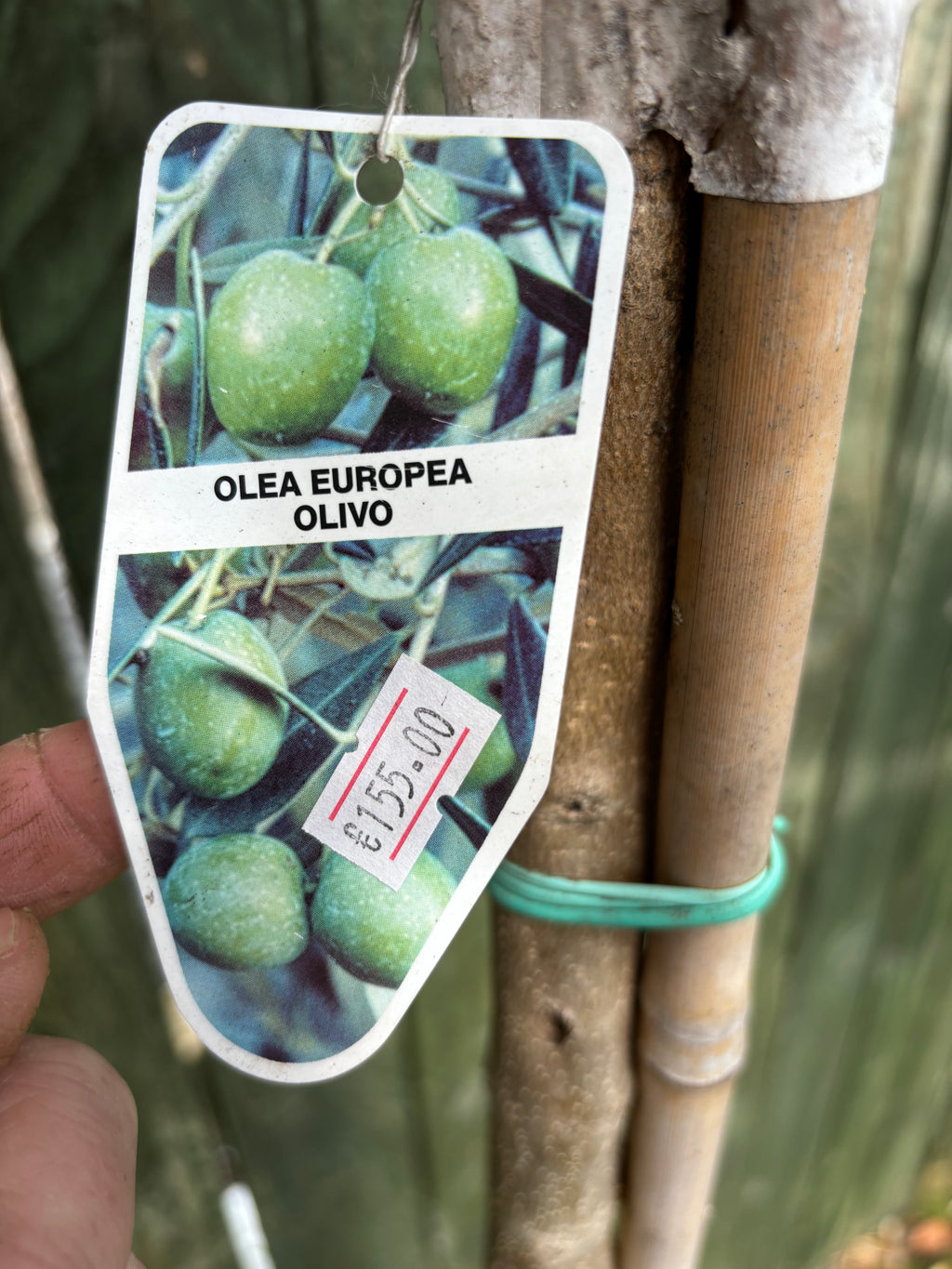 Olea Europea Standard (Olive)
